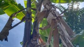 Pohon pisang unik, satu pohon bercabang 2 dan masing-masing berbuah lengkap. (foto: Pidiansyah)
