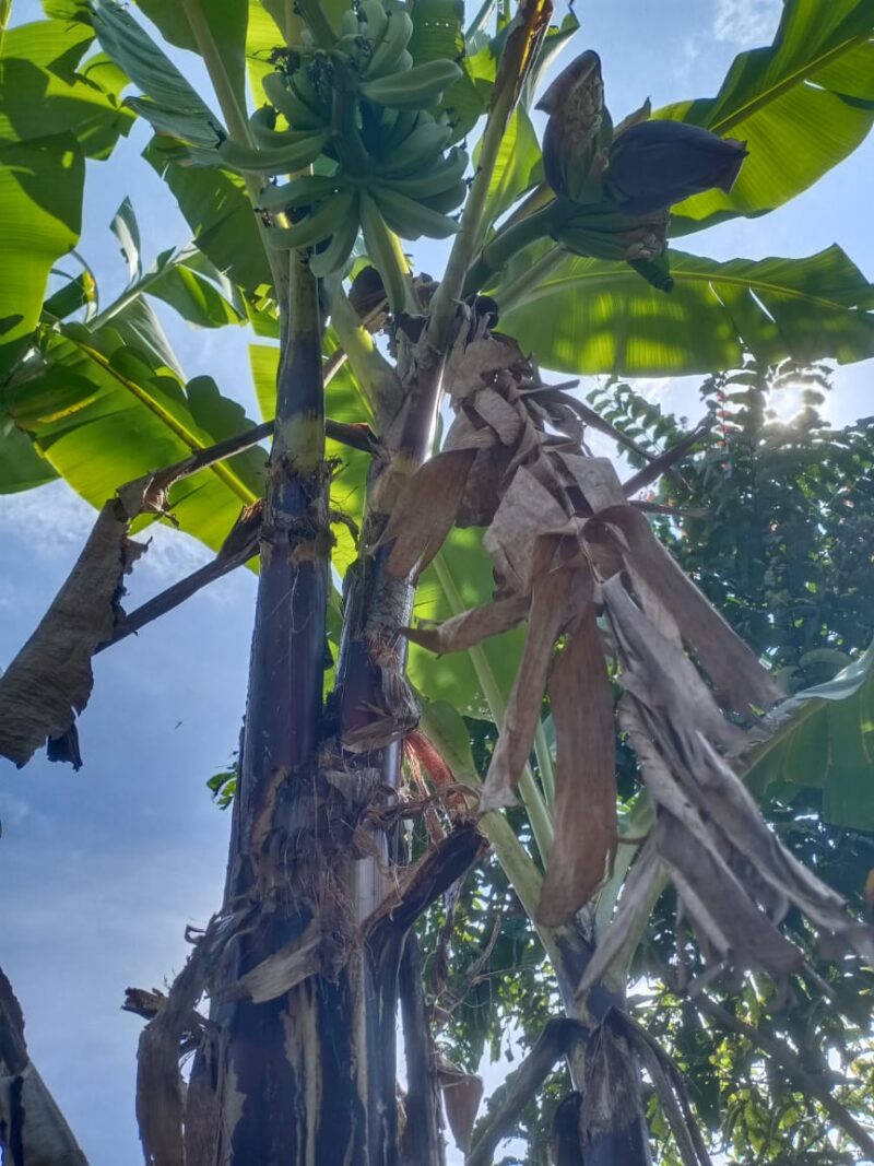 Pohon pisang unik, satu pohon bercabang 2 dan masing-masing berbuah lengkap. (foto: Pidiansyah)