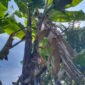 Pohon pisang unik, satu pohon bercabang 2 dan masing-masing berbuah lengkap. (foto: Pidiansyah)