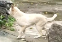 Waspada anjing gila berkeliaran. Hingga Juli tercatat sudah 45 warga menjadi korban gigitan anjing gila.