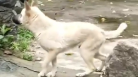 Waspada anjing gila berkeliaran. Hingga Juli tercatat sudah 45 warga menjadi korban gigitan anjing gila.