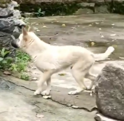 Waspada anjing gila berkeliaran. Hingga Juli tercatat sudah 45 warga menjadi korban gigitan anjing gila.