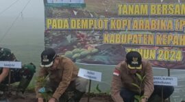 Bupati dan Wabup menanam kopi jenis arabika di demplot pertanian Kabawetan.