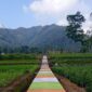 Salah satu fasilitas desa wisata yang dibangun komunitas untuk menikmati pemandangan alam desa di Tangsi Duren 