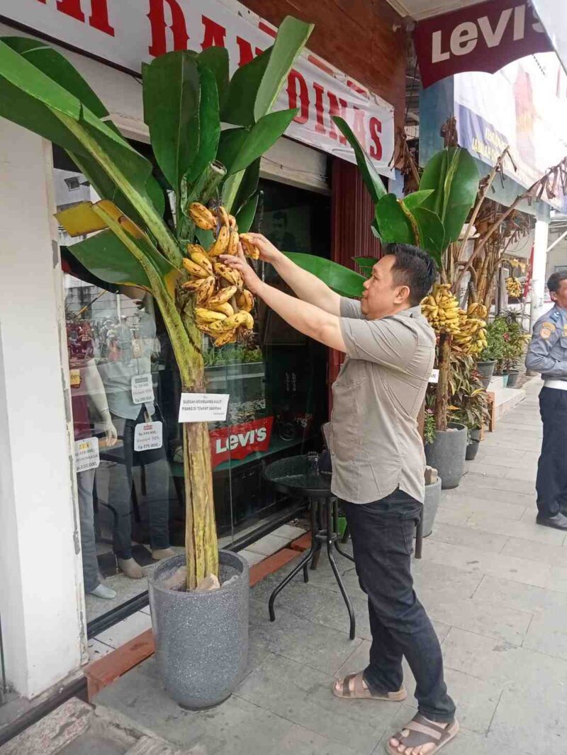 Pengunjung Royal Baroe saat mengambil pisang yang dipajang di depan toko 