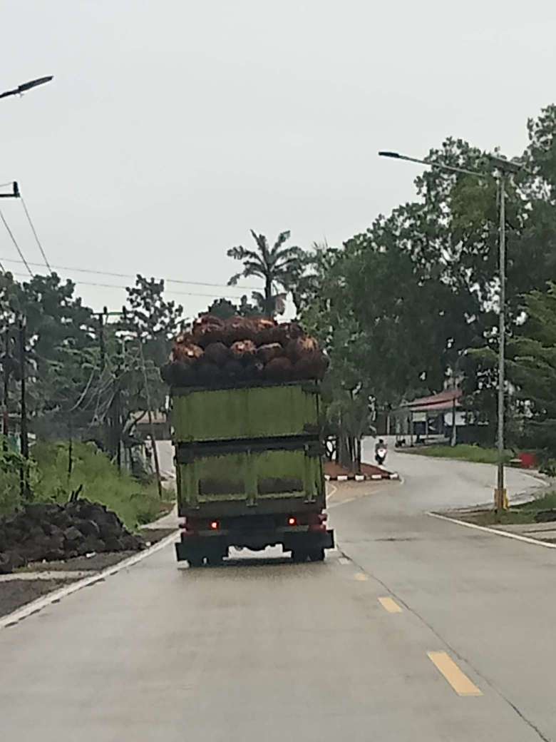 Truk pengangkut TBS tampak menggunung (over dimension) melintas di  jalan raya Nakau tanpa dilengkapi jaring penutup bak, sehingga dapat membahayakan penggunanya jalan lainnya. (Andreas/Warta Aspirasi)