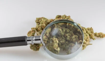 Badan Federal Menjelaskan Bagaimana Perkembangan Breathalyzer Ganja Didorong Oleh Teknologi Deteksi Bom Pasca 9/11