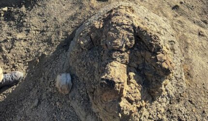 Jejak T. rex yang pertama kali diketahui mengungkapkan bagaimana dinosaurus bergerak